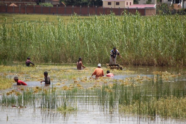 01 Seceris de orez in Tana dupa inundatii