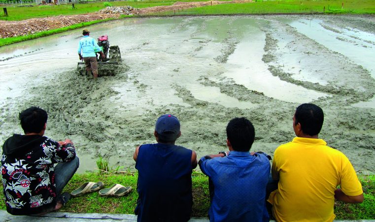 rice-paddy-indonesia