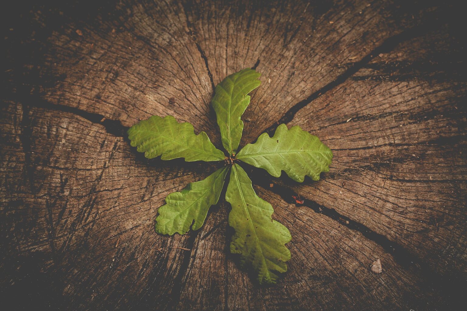 Mana de luni: Aveți un plan de succesiune?